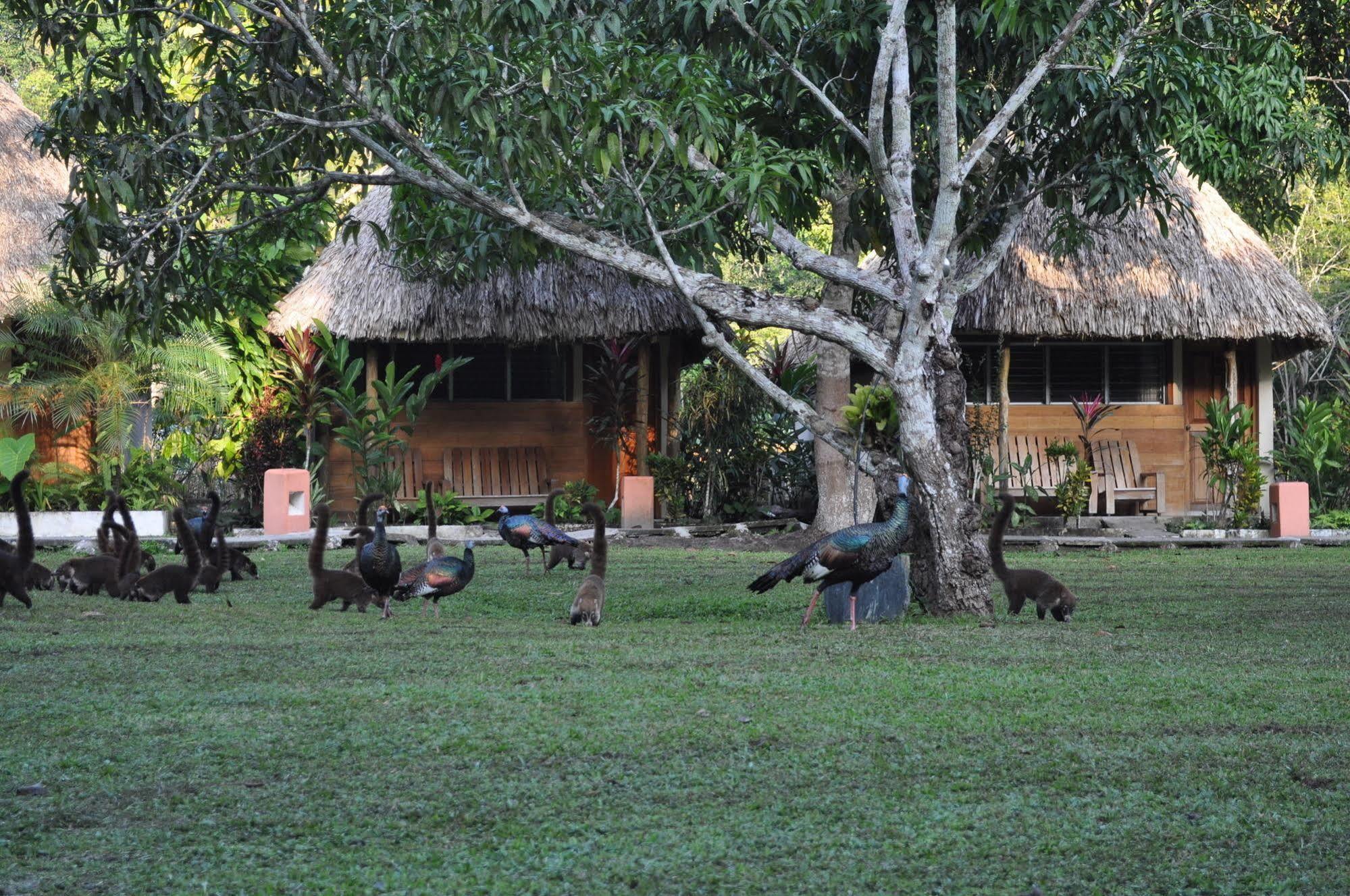 Hotel Tikal Inn Eksteriør billede